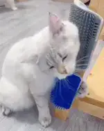 Cat Self Grooming Brush