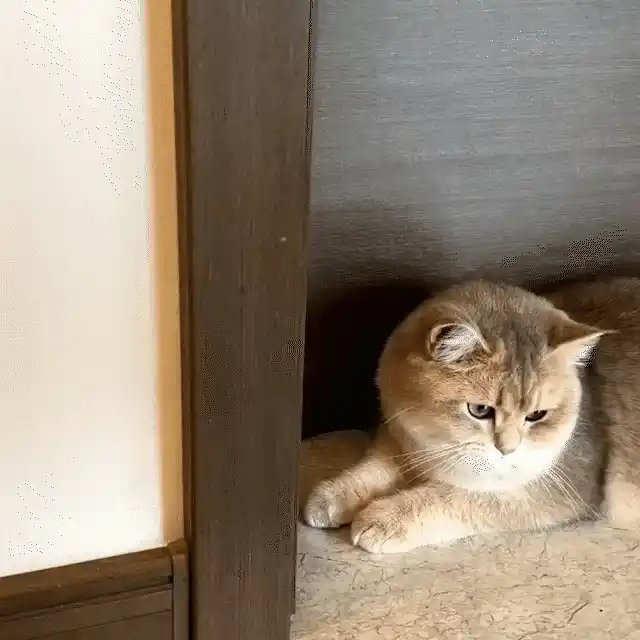 Cat corner massage brush in use