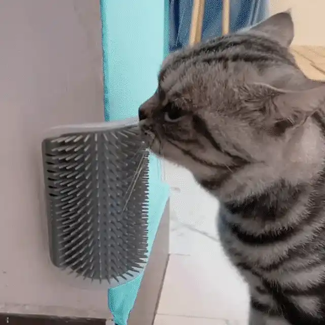 Easy to clean cat brush