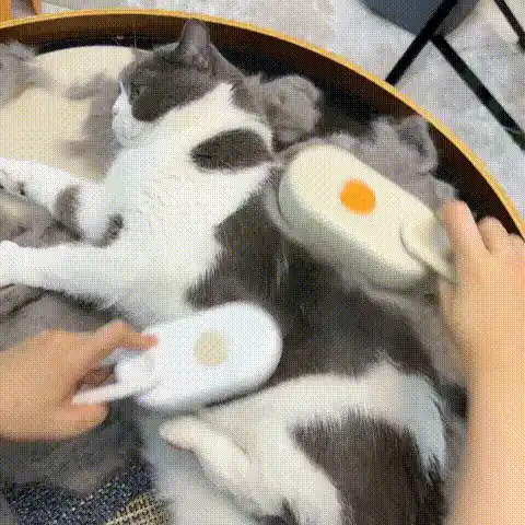 Pet brush in action