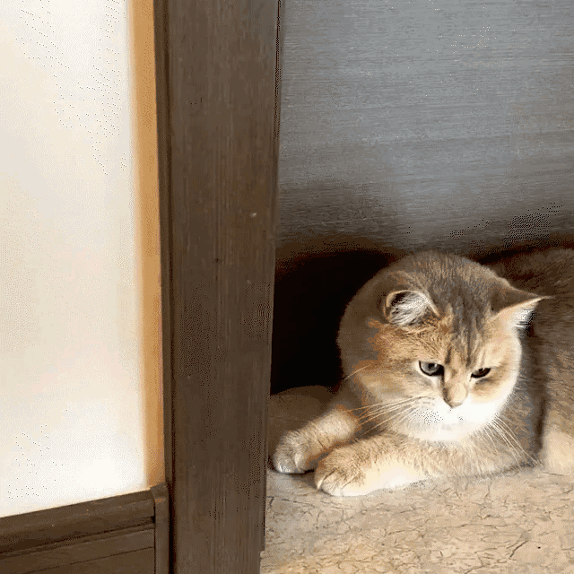 Cat corner massage brush
