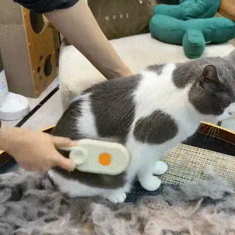 Different cat fur types representation