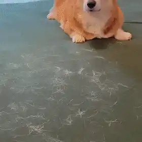 Lint Removal in Action